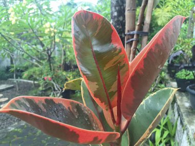 Ficus elastica yakut bitkisi yaprakları. Bu bitki yaprakları yeşil, krem ve pembe çeşitliliğin canlı bir karışımını sergiler ve sık sık pembe-turuncu tonda yeni bir büyüme meydana gelir.