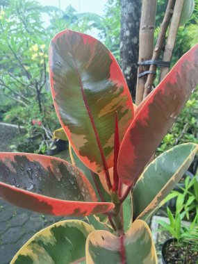 Ficus elastica yakut bitkisi yaprakları. Bu bitki yaprakları yeşil, krem ve pembe çeşitliliğin canlı bir karışımını sergiler ve sık sık pembe-turuncu tonda yeni bir büyüme meydana gelir.