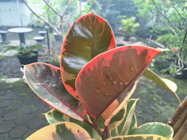Ficus elastica yakut bitkisi yaprakları. Bu bitki yaprakları yeşil, krem ve pembe çeşitliliğin canlı bir karışımını sergiler ve sık sık pembe-turuncu tonda yeni bir büyüme meydana gelir.