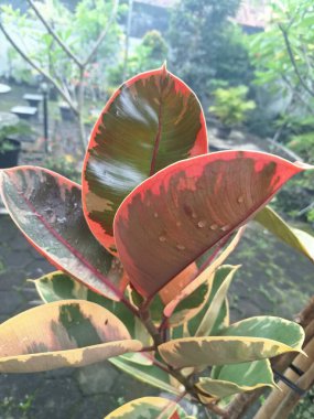 Ficus elastica yakut bitkisi yaprakları. Bu bitki yaprakları yeşil, krem ve pembe çeşitliliğin canlı bir karışımını sergiler ve sık sık pembe-turuncu tonda yeni bir büyüme meydana gelir.