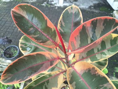Ficus elastica yakut bitkisi yaprakları. Bu bitki yaprakları yeşil, krem ve pembe çeşitliliğin canlı bir karışımını sergiler ve sık sık pembe-turuncu tonda yeni bir büyüme meydana gelir.
