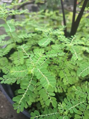 Tohum tohumlarımı taşıyın. Aynı zamanda Phyllanthus amarus olarak da bilinir, tohumlarının olgunlaştığında patlayıcı bir şekilde atılmasının benzersiz bir özelliğine sahip tropikal bir bitkidir.