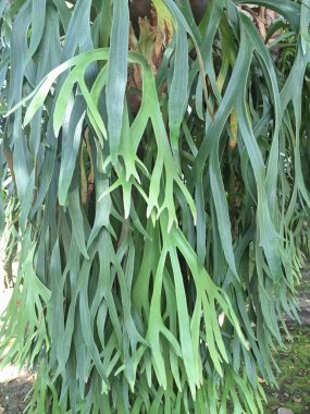 Ağaç gövdesindeki Staghorn eğreltiotu bitkisi. Staghorn eğreltiotu (Platycerium) geyik veya geyik boynuzlarına benzeyen eşsiz boynuz benzeri yapraklarıyla bilinen epifitik eğreltiotudur.