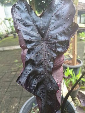 Colocasia siyah mercan ağacı yaprakları. Büyük, parlak ve neredeyse siyah, kalp şeklinde yaprakları ile ödüllendirilmiş bir tarikat. Siyah Mercan ismi, yaprağının eşsiz koyu rengini vurgular.