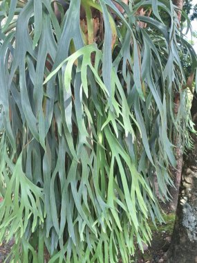 Ağaç gövdesindeki Staghorn eğreltiotu bitkisi. Staghorn eğreltiotu (Platycerium) geyik veya geyik boynuzlarına benzeyen eşsiz boynuz benzeri yapraklarıyla bilinen epifitik eğreltiotudur.