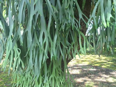 Ağaç gövdesindeki Staghorn eğreltiotu bitkisi. Staghorn eğreltiotu (Platycerium) geyik veya geyik boynuzlarına benzeyen eşsiz boynuz benzeri yapraklarıyla bilinen epifitik eğreltiotudur.