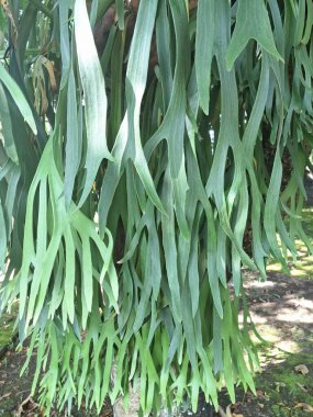 Ağaç gövdesindeki Staghorn eğreltiotu bitkisi. Staghorn eğreltiotu (Platycerium) geyik veya geyik boynuzlarına benzeyen eşsiz boynuz benzeri yapraklarıyla bilinen epifitik eğreltiotudur.