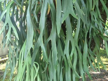 Ağaç gövdesindeki Staghorn eğreltiotu bitkisi. Staghorn eğreltiotu (Platycerium) geyik veya geyik boynuzlarına benzeyen eşsiz boynuz benzeri yapraklarıyla bilinen epifitik eğreltiotudur.