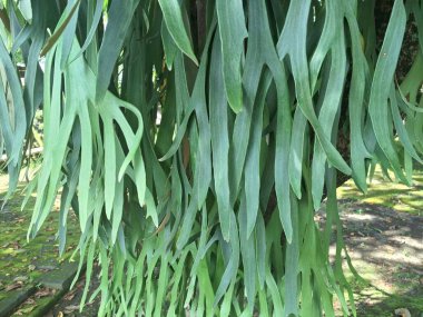 Ağaç gövdesindeki Staghorn eğreltiotu bitkisi. Staghorn eğreltiotu (Platycerium) geyik veya geyik boynuzlarına benzeyen eşsiz boynuz benzeri yapraklarıyla bilinen epifitik eğreltiotudur.