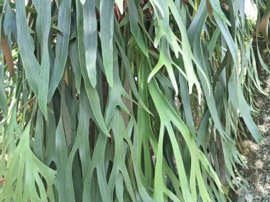 Ağaç gövdesindeki Staghorn eğreltiotu bitkisi. Staghorn eğreltiotu (Platycerium) geyik veya geyik boynuzlarına benzeyen eşsiz boynuz benzeri yapraklarıyla bilinen epifitik eğreltiotudur.