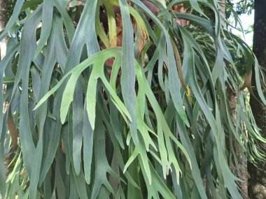 Ağaç gövdesindeki Staghorn eğreltiotu bitkisi. Staghorn eğreltiotu (Platycerium) geyik veya geyik boynuzlarına benzeyen eşsiz boynuz benzeri yapraklarıyla bilinen epifitik eğreltiotudur.