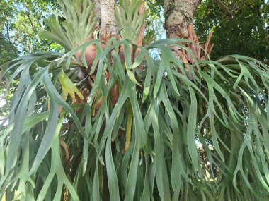 Ağaç gövdesindeki Staghorn eğreltiotu bitkisi. Staghorn eğreltiotu (Platycerium) geyik veya geyik boynuzlarına benzeyen eşsiz boynuz benzeri yapraklarıyla bilinen epifitik eğreltiotudur.