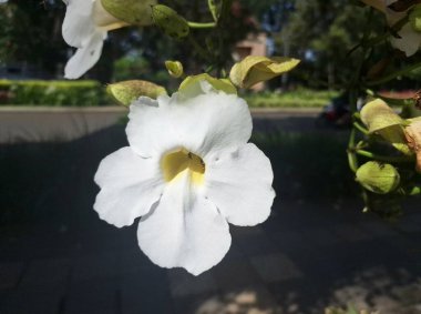 Beyaz Bengal saat sarmaşığı çiçeği. Bengal Saat Asması 'nın bir tarlasıdır. Büyük, trompet şeklinde, soluk sarı ya da krema merkezi olan saf beyaz çiçekleriyle bilinir.
