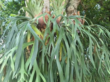 Ağaç gövdesindeki Staghorn eğreltiotu bitkisi. Staghorn eğreltiotu (Platycerium) geyik veya geyik boynuzlarına benzeyen eşsiz boynuz benzeri yapraklarıyla bilinen epifitik eğreltiotudur.