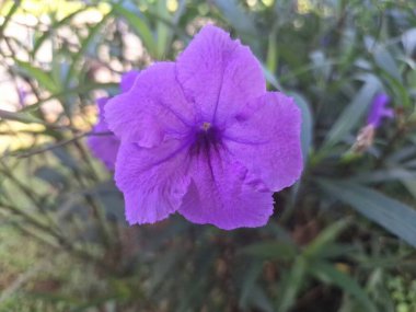 Endonezya bahçesindeki Ruellia Simplex çiçek ağacı. Bitki canlı mavi ya da mor çiçekleri ve çeşitli büyüyen koşullara dayanma yeteneği ile tanınır.