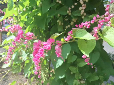Pembe mercan asma çiçeği. Bu hızlı büyüyen, canlı pembe çiçekleri ve kalp şeklinde yaprakları olan uzun ömürlü bir sarmaşık. Özellikle sıcak ve güneşli bölgelerde sarmaşıkları, çitleri ve diğer yapıları kapsayan popüler bir seçim.