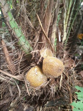Yılan meyvesi. Yılan meyvesi Sleman bölgesinden gelen çeşitli yılan meyveleri, Yogyakarta 'dır. Belirgin özellikleri soluk sarı deri, kalın, tatlı et ve hafif buruşuk ve ekşi bir tadı vardır.
