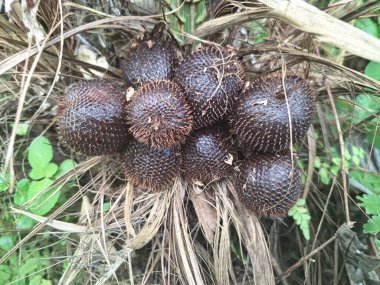 Ağaçta meyveler var. Bu, Endonezya 'nın Yogyakarta kentindeki Merapi Dağı' nın yamaçlarından gelen ürün çeşitlerinden biridir. Bu meyve tatlı, çıtır çıtır ve kıvrımsız tadı ile bilinir, gençken bile.
