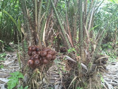 Salak pondoh meyve ağacı. Allah Pondoh, özellikle Endonezya 'da, özellikle de Yogyakarta' nın Sleman Regency 'sinde popülerdir. Bu meyvenin tatlı, çıtır çıtır ve kıvrımsız tadı vardır.