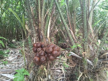 Salak pondoh meyve ağacı. Allah Pondoh, özellikle Endonezya 'da, özellikle de Yogyakarta' nın Sleman Regency 'sinde popülerdir. Bu meyvenin tatlı, çıtır çıtır ve kıvrımsız tadı vardır.