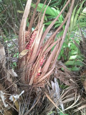 Yılan meyvesi çiçeği. Çiçeklerini bitkinin tabanında kümeler halinde üreten bir palmiye ağacıdır. Çiçekler tipik olarak küçüktür ve ortaya çıkmadan önce tomurcuklara sarılıdırlar. Erkek ve dişi çiçekler ayrı bitkilerde doğar.