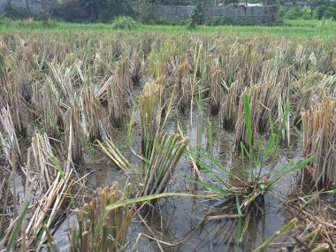 Pirinç sapları, hala su altında olan topraklardaki hasattan sonra kesilir. Bu saplar pirinç ekiminin yan ürünüdür ve çeşitli şekillerde yönetilebilir. Toprağa karışmak, hayvanları beslemek ya da yakmak gibi.