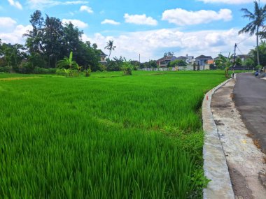 Endonezya 'daki güzel yeşil pirinç tarlası manzarası. Pirinç, özellikle Oryza sativa bitkisinin tohumu olan bir tahıl tanesidir. Dünya nüfusunun büyük bir bölümü için temel besin kaynağı.