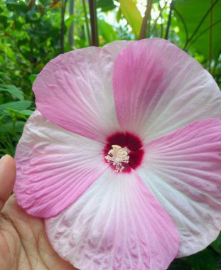 Hibiscus luna pembe girdap çiçeği ağaçta çiçek açar. Bu, büyük, gösterişli çiçekleri ile tanınan, koyu kiraz kırmızısı bir merkezin etrafında eşsiz bir pembe ve beyaz girdap deseni olan kompakt, dayanıklı uzun ömürlü bir amber çiçeği.