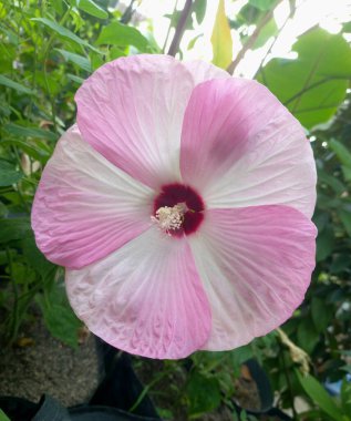 Hibiscus luna pembe girdap çiçeği ağaçta çiçek açar. Bu, büyük, gösterişli çiçekleri ile tanınan, koyu kiraz kırmızısı bir merkezin etrafında eşsiz bir pembe ve beyaz girdap deseni olan kompakt, dayanıklı uzun ömürlü bir amber çiçeği.