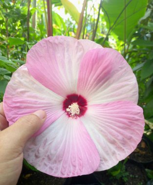 Hibiscus luna pembe girdap çiçeği ağaçta çiçek açar. Bu, büyük, gösterişli çiçekleri ile tanınan, koyu kiraz kırmızısı bir merkezin etrafında eşsiz bir pembe ve beyaz girdap deseni olan kompakt, dayanıklı uzun ömürlü bir amber çiçeği.
