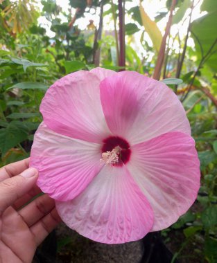 Hibiscus luna pembe girdap çiçeği ağaçta çiçek açar. Bu, büyük, gösterişli çiçekleri ile tanınan, koyu kiraz kırmızısı bir merkezin etrafında eşsiz bir pembe ve beyaz girdap deseni olan kompakt, dayanıklı uzun ömürlü bir amber çiçeği.