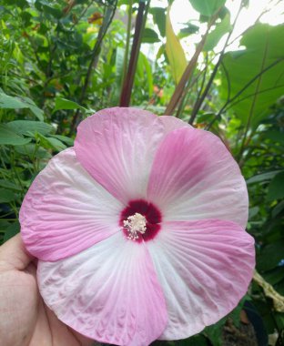Hibiscus luna pembe girdap çiçeği ağaçta çiçek açar. Bu, büyük, gösterişli çiçekleri ile tanınan, koyu kiraz kırmızısı bir merkezin etrafında eşsiz bir pembe ve beyaz girdap deseni olan kompakt, dayanıklı uzun ömürlü bir amber çiçeği.