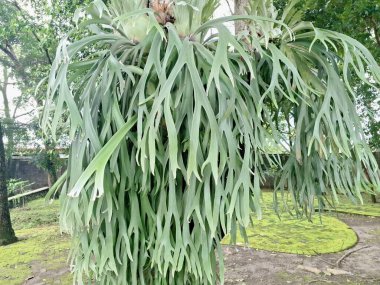 Ağaç gövdesindeki Staghorn eğreltiotu bitkisi. Staghorn eğreltiotu (Platycerium) geyik veya geyik boynuzlarına benzeyen eşsiz boynuz benzeri yapraklarıyla bilinen epifitik eğreltiotudur.