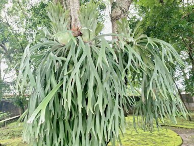 Ağaç gövdesindeki Staghorn eğreltiotu bitkisi. Staghorn eğreltiotu (Platycerium) geyik veya geyik boynuzlarına benzeyen eşsiz boynuz benzeri yapraklarıyla bilinen epifitik eğreltiotudur.