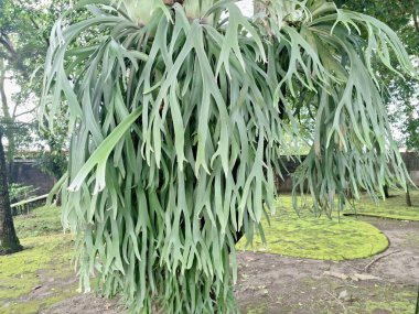 Ağaç gövdesindeki Staghorn eğreltiotu bitkisi. Staghorn eğreltiotu (Platycerium) geyik veya geyik boynuzlarına benzeyen eşsiz boynuz benzeri yapraklarıyla bilinen epifitik eğreltiotudur.