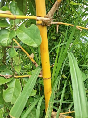 Sarı bambu ağacı. Bu, canlı sarı bastonlarıyla bilinen bir bambu türüdür. Çarpıcı rengi ve nispeten hızlı büyümesi nedeniyle, özellikle peyzaj için, süs amaçlı popüler bir seçimdir.