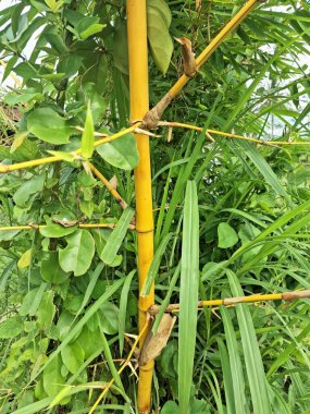 Sarı bambu ağacı. Bu, canlı sarı bastonlarıyla bilinen bir bambu türüdür. Çarpıcı rengi ve nispeten hızlı büyümesi nedeniyle, özellikle peyzaj için, süs amaçlı popüler bir seçimdir.