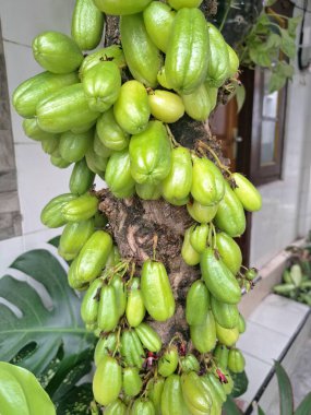 Bilimbi meyvesi ağaçta. Bilimbi meyvesi ya da salatalık ağacı, hem aşçılık hem de tıbbi uygulamalarda kullanılan çok yönlü bir meyvedir. Ekşi tadı için çok değerlidir ve Güneydoğu Asya mutfağında yemeklere keskin bir tat katmak için kullanılır.