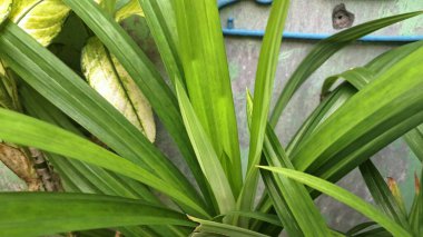 Kokulu pandan ağacı. Güneydoğu Asya mutfağında yaygın olarak kullanılan aromatik yaprakları için ekilmiş tropikal bir bitki. Uzun, ince ve omurgasız yaprakları olan küçük, çalıya benzeyen bir bitki.