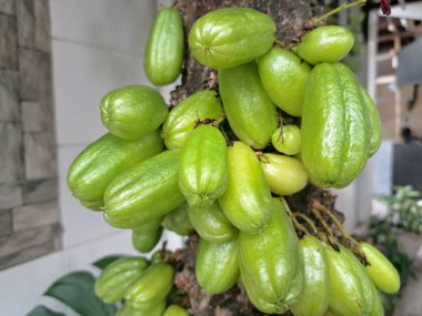 Bilimbi meyvesi ağaçta. Bilimbi meyvesi ya da salatalık ağacı, hem aşçılık hem de tıbbi uygulamalarda kullanılan çok yönlü bir meyvedir. Ekşi tadı için çok değerlidir ve Güneydoğu Asya mutfağında yemeklere keskin bir tat katmak için kullanılır.