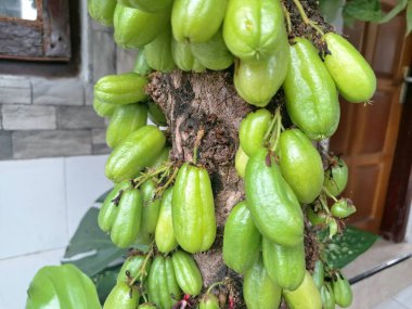 Bilimbi meyvesi ağaçta. Bilimbi meyvesi ya da salatalık ağacı, hem aşçılık hem de tıbbi uygulamalarda kullanılan çok yönlü bir meyvedir. Ekşi tadı için çok değerlidir ve Güneydoğu Asya mutfağında yemeklere keskin bir tat katmak için kullanılır.