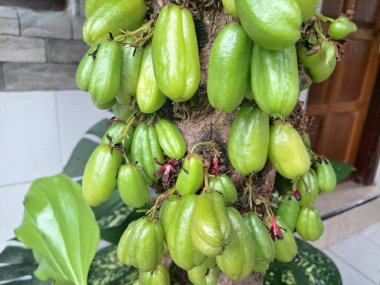 Bilimbi meyvesi ağaçta. Bilimbi meyvesi ya da salatalık ağacı, hem aşçılık hem de tıbbi uygulamalarda kullanılan çok yönlü bir meyvedir. Ekşi tadı için çok değerlidir ve Güneydoğu Asya mutfağında yemeklere keskin bir tat katmak için kullanılır.