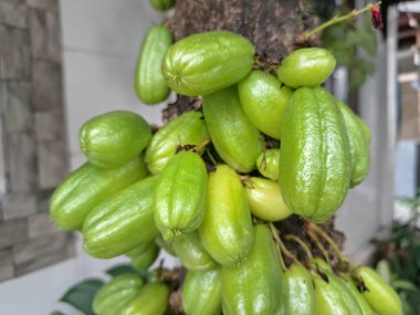 Bilimbi meyvesi ağaçta. Bilimbi meyvesi ya da salatalık ağacı, hem aşçılık hem de tıbbi uygulamalarda kullanılan çok yönlü bir meyvedir. Ekşi tadı için çok değerlidir ve Güneydoğu Asya mutfağında yemeklere keskin bir tat katmak için kullanılır.