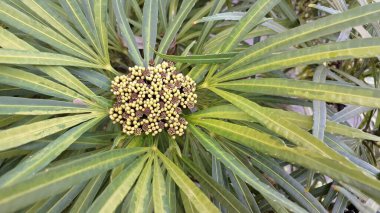 Miagos çalıları. Palmiye ağacı, parlak yeşil görünümlü bileşik yapraklar ve sarı lekeler olabilir. Küçük, beyaz çiçekler üretir ve yenilemez siyah meyveler üretir.