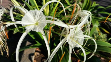 Plaj örümceği çiçeği. Bilimsel adı Lycoris albiflora veya Hymenocallis 'dir. Bu çiçeğin uzun, ince taç yaprakları, örümcek bacaklarına benzer, ve beyaz renkli.
