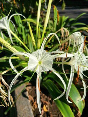 Plaj örümceği çiçeği. Bilimsel adı Lycoris albiflora veya Hymenocallis 'dir. Bu çiçeğin uzun, ince taç yaprakları, örümcek bacaklarına benzer, ve beyaz renkli.