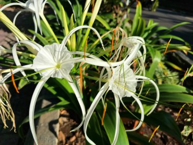 Plaj örümceği çiçeği. Bilimsel adı Lycoris albiflora veya Hymenocallis 'dir. Bu çiçeğin uzun, ince taç yaprakları, örümcek bacaklarına benzer, ve beyaz renkli.