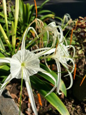 Plaj örümceği çiçeği. Bilimsel adı Lycoris albiflora veya Hymenocallis 'dir. Bu çiçeğin uzun, ince taç yaprakları, örümcek bacaklarına benzer, ve beyaz renkli.
