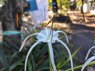 Endonezya bahçesindeki plaj örümceği çiçek ağacı. Beyaz örümceğe benzeyen güzel çiçekleri, kuraklığa dayanıklılığı ve kumlu toprakları dengeleme yeteneği ile bilinir.