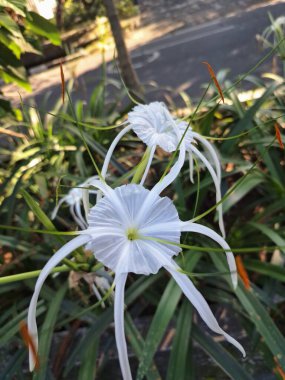Endonezya bahçesindeki plaj örümceği çiçek ağacı. Beyaz örümceğe benzeyen güzel çiçekleri, kuraklığa dayanıklılığı ve kumlu toprakları dengeleme yeteneği ile bilinir.